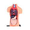 Anatomický model lidského těla s orgány 1.jpg