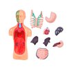 Anatomický model lidského těla s orgány 2.jpg