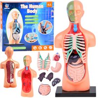 Anatomický model lidského těla s orgány 6.jpg